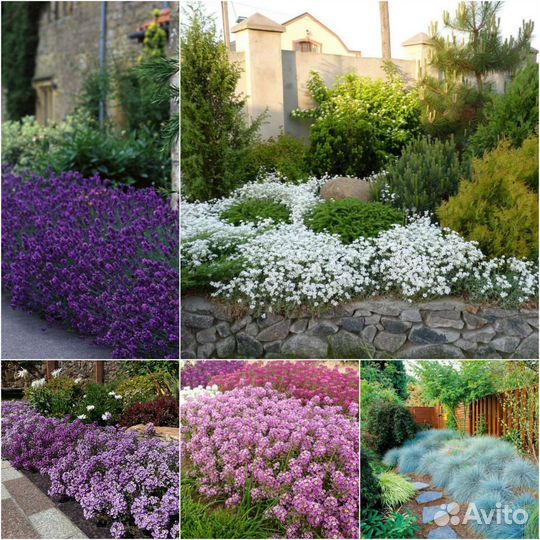 Цветы садовые многолетние и полный ассортимент