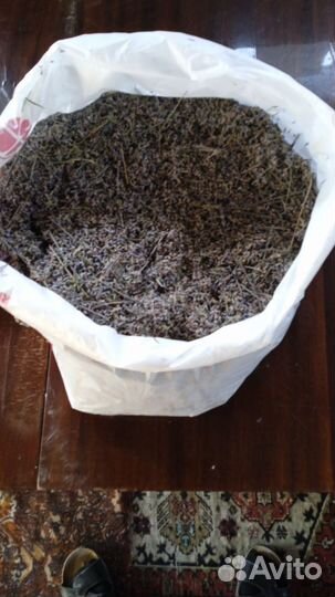 Продам Лаванду