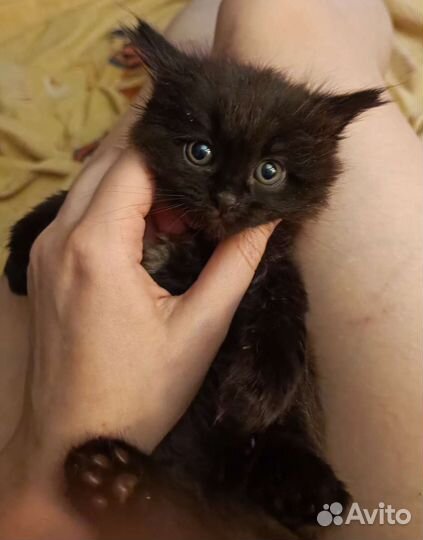 Пакля в поисках апартаментов :)