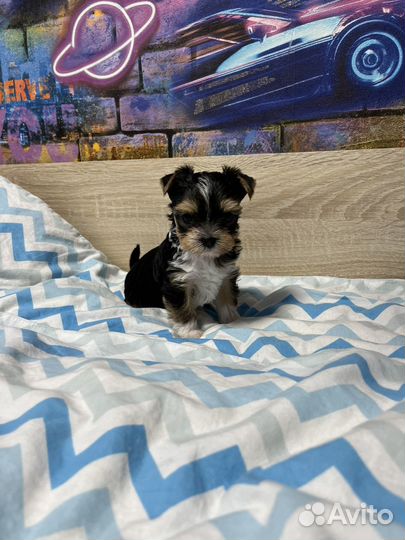 Йоркширский терьер щенки