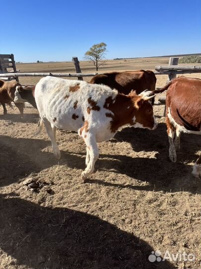 Коровы и телки бык