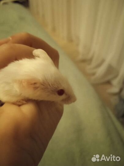 Сатиновая мышка