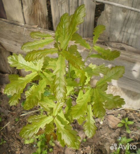 Саженцы дуба