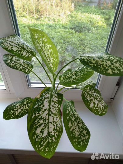 Диффенбахия