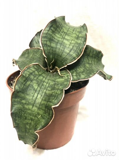 Сансевиерии Стар Роуз,Стар Грин,Копертон