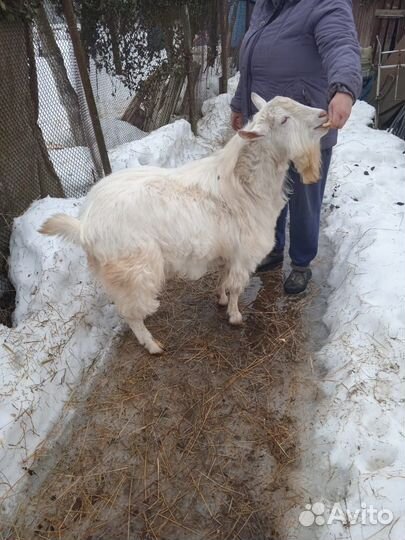 Вязка козел