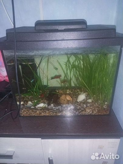 Аквариум
