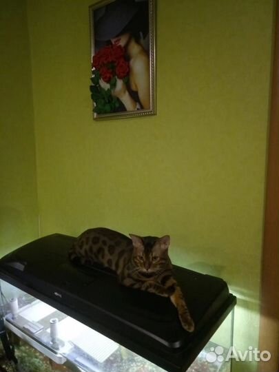 Бенгальский кот вязка