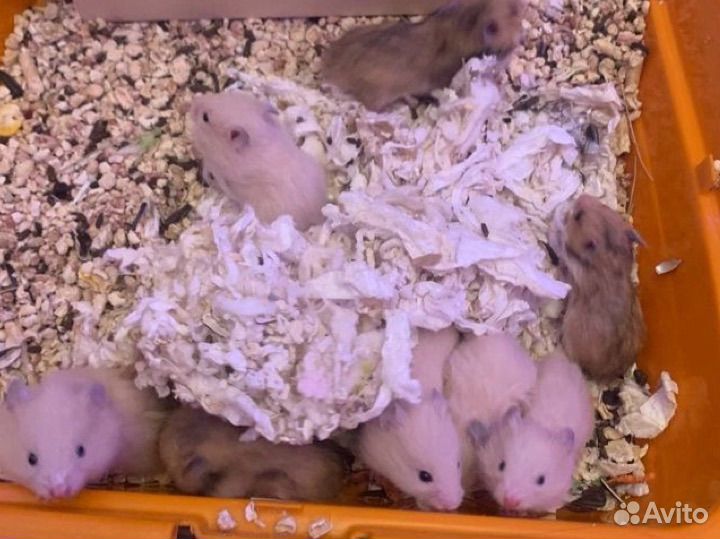 Сирийские хомячки малыши