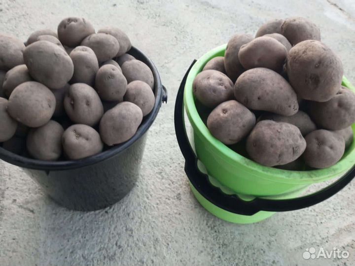 Продам картофель