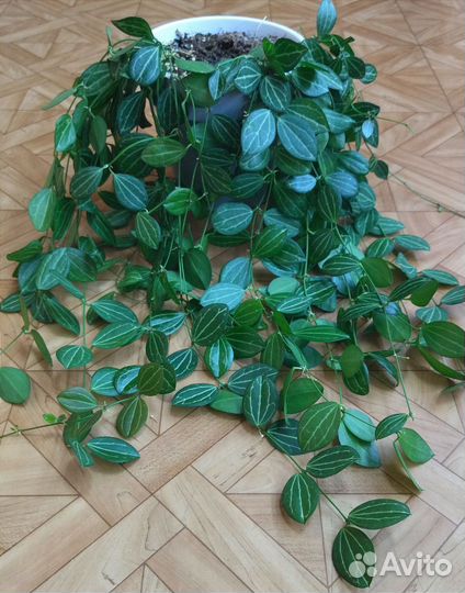 Дисхидия Овата / Dischidia Ovata