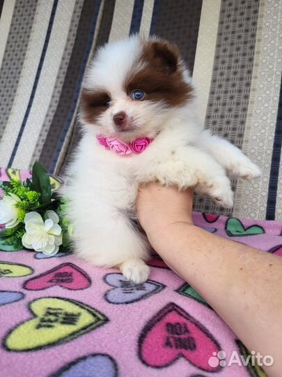 Померанский шпиц