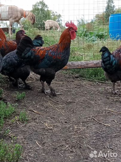 Породные петухи Мараны