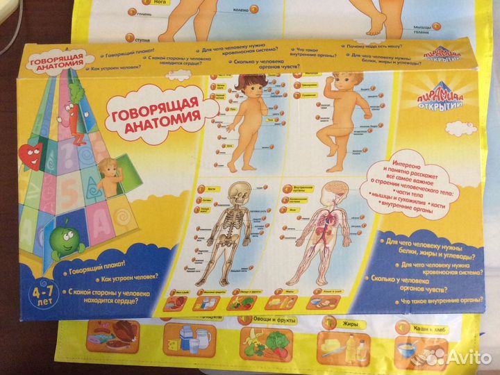 Игра «Говорящая анатомия»