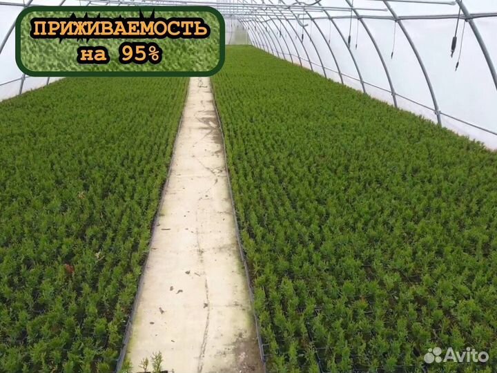 Сеянцы ели и сосны окс