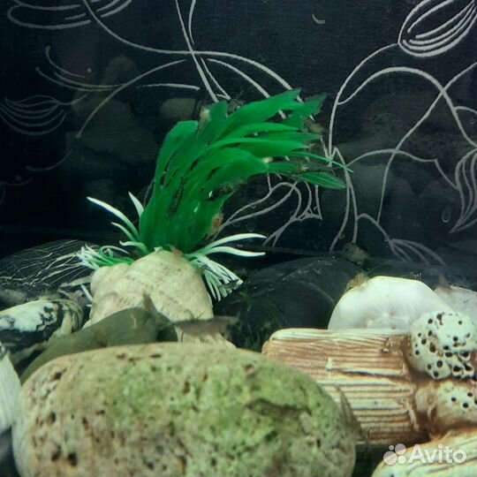 Декоративные сомики и креветки