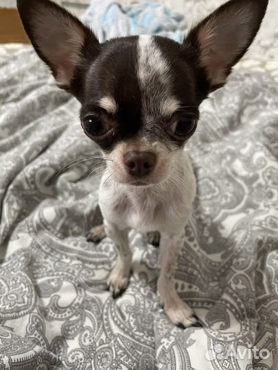 Вязка чихуахуа мальчик