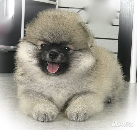 Шпиц