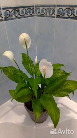 Женское счастье