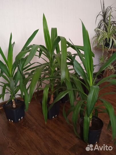 Комнатные цветы юкка