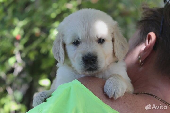 Золотистый ретривер