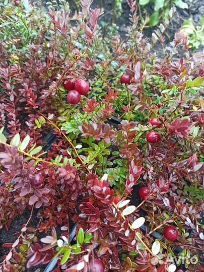 Клюква крупноплодная