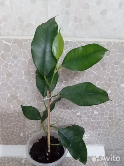 Фикус Бенджамина. Черенки укорененные