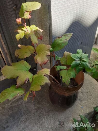 Калина Бульденеж