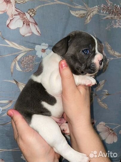 Французский бульдог детки