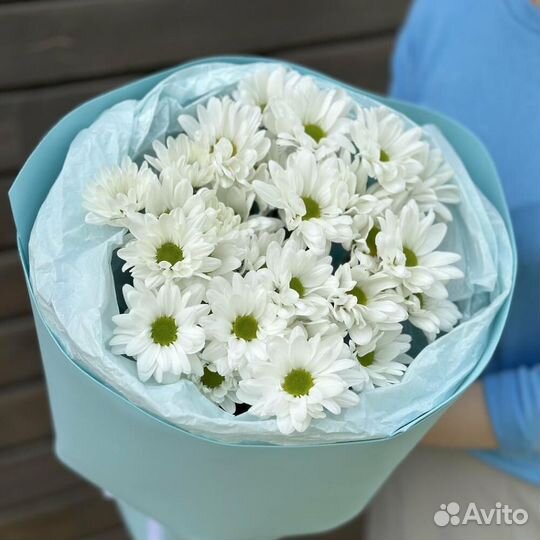 Купить хризантемы для дома