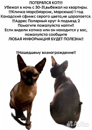 Потерялся Канадский сфинкс