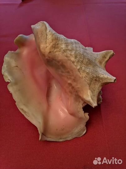 Ракушка океаническая