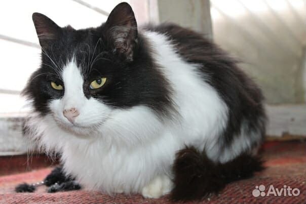 Породистый красавец Тишка в добрые руки