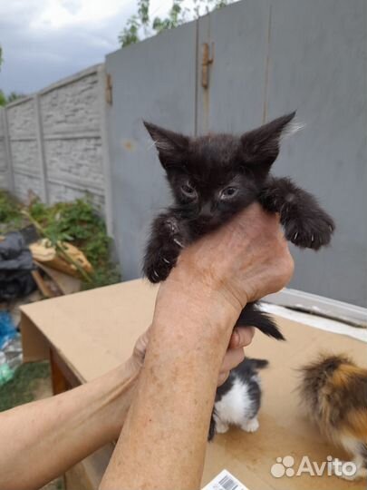 Подкинули котяток