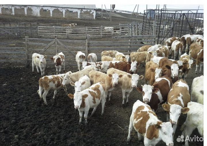 Бычки породистые