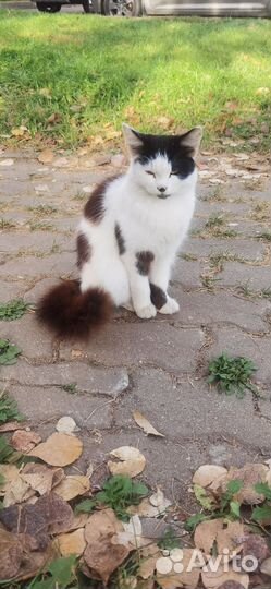Котенок 4-5 мес