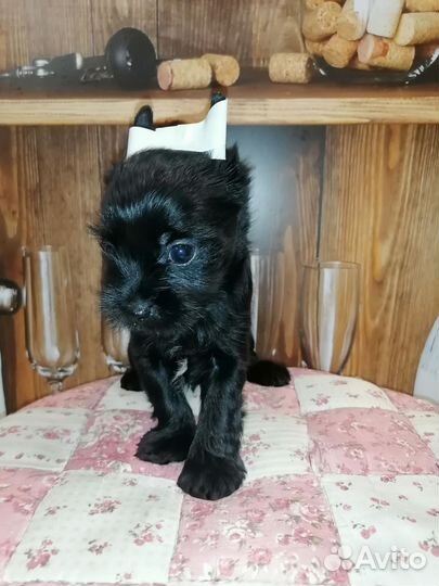 Черный жемчуг