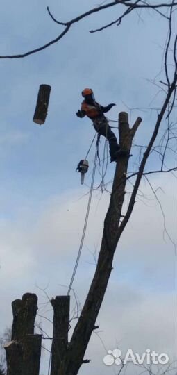 Спилить дерево,удалить дерево