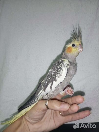 Птенец кареллы