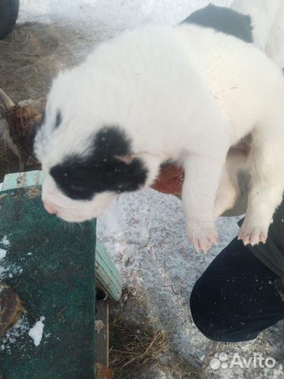 Щенки Алабая