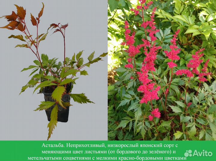 Астильба красная
