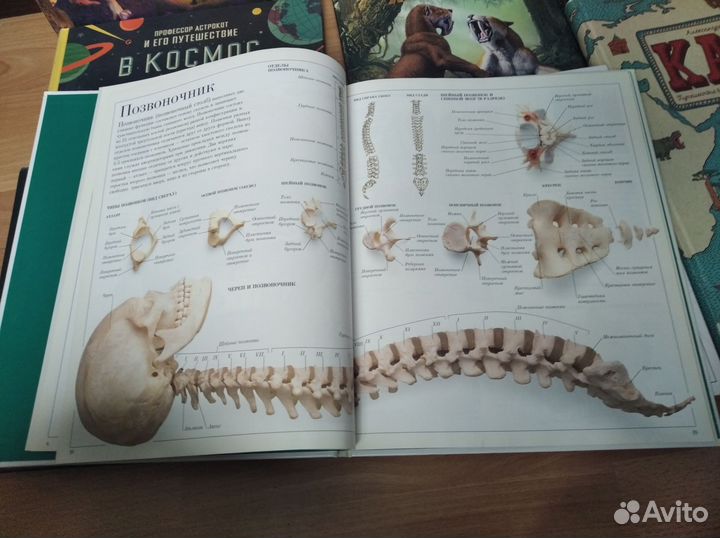 Детские энциклопедии (Аванта, DK, Махаон и др.)