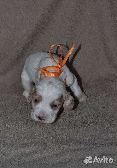 Русский Охотничий спаниель