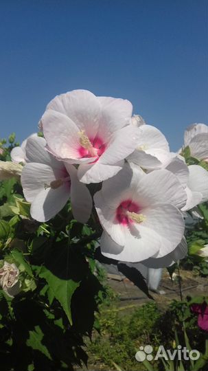 Гибискус садовый