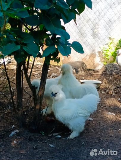 Взрослые и молодые петухи