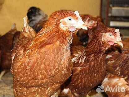 Куры несушки и молодки оптом и в розницу