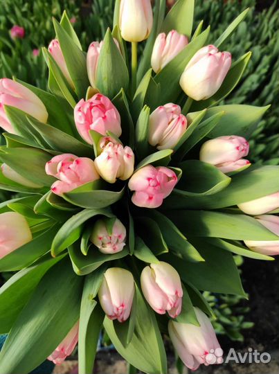 Тюльпаны оптом