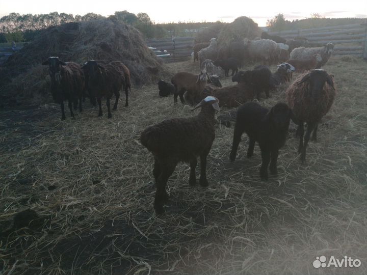Курдючные овцы бараны ягнята