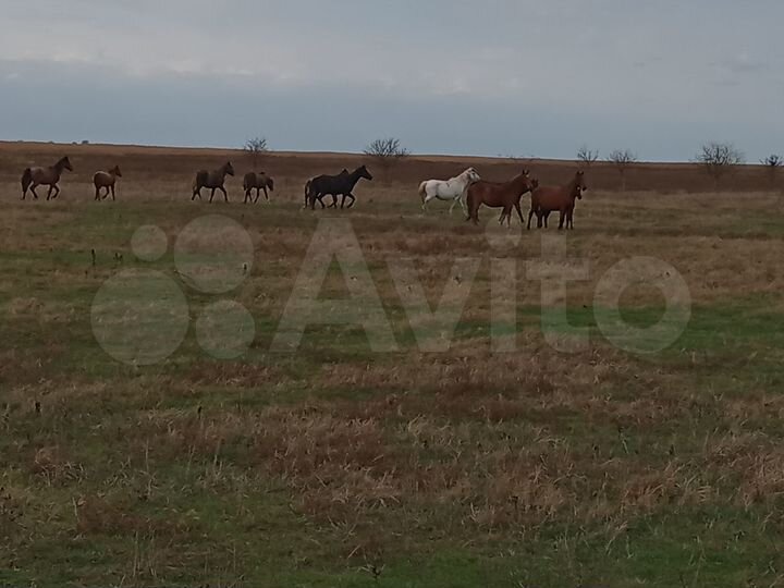 Участок 25 га (СНТ, ДНП)