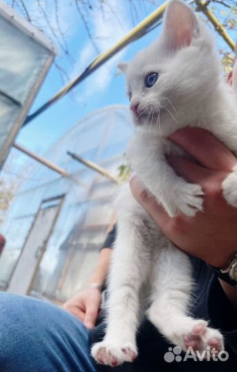 Кошки